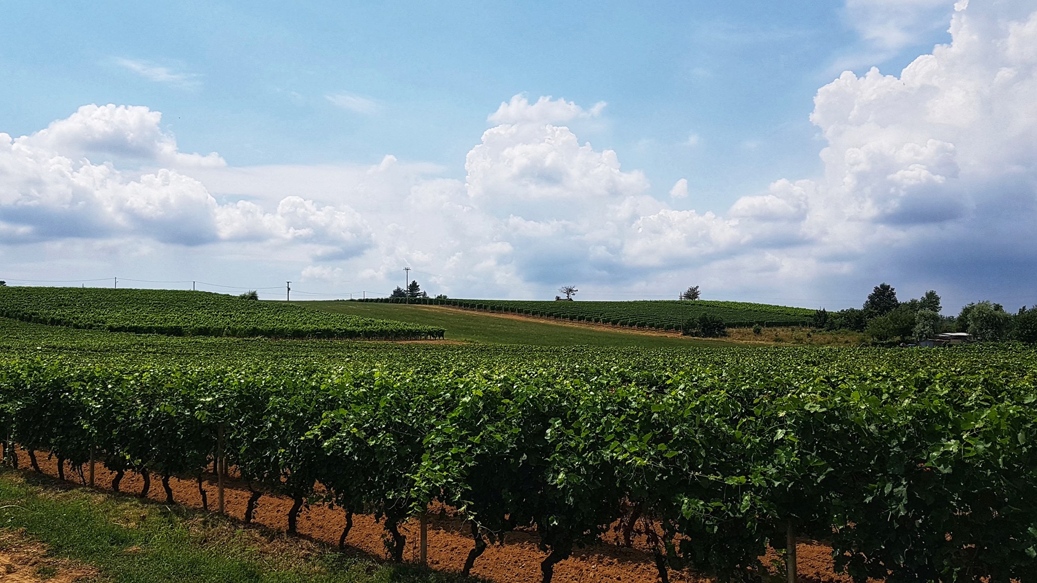 Quando visitare una cantina in Piemonte: primavera, estate, vendemmia e inverno