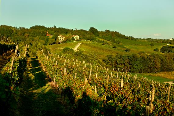 Weekend nel Basso Piemonte: vino, borghi e paesaggi tra Gavi e l’Alessandrino